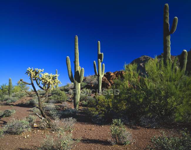 Paisaje del desierto con plantas - foto de stock