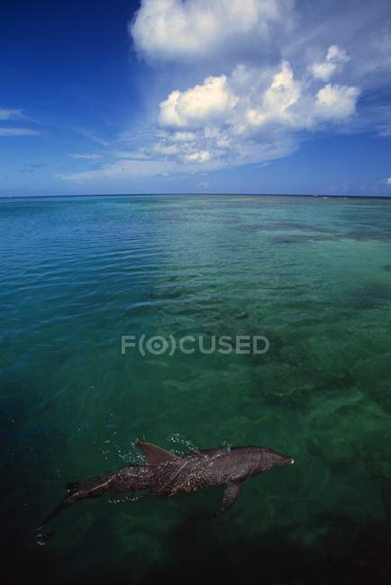 Delfín nariz de botella nadando - foto de stock
