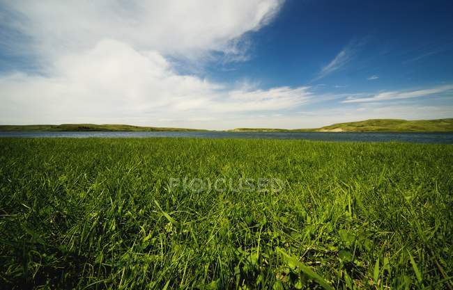 Campo de hierba con lago - foto de stock