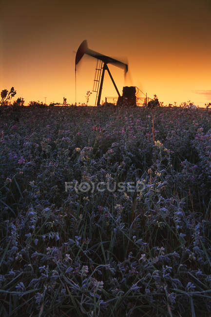 Pumpjack im Feld bei Sonnenuntergang — Stockfoto