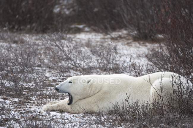 Полярний ведмідь На замерзлій землі — стокове фото