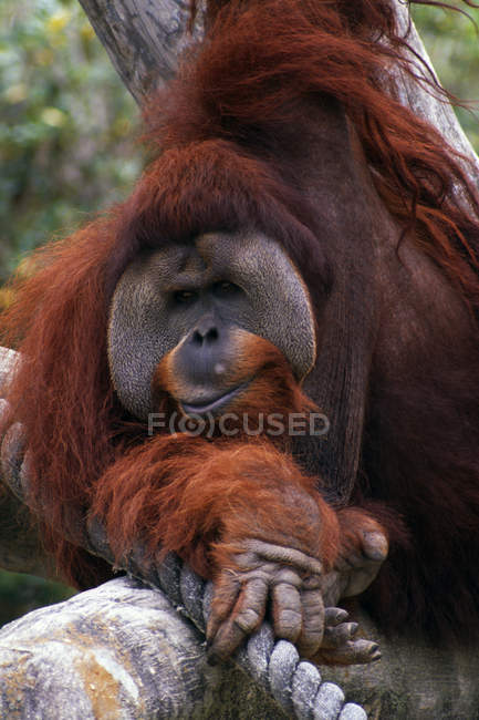 Орангутанг на відкритому повітрі ночліг — стокове фото