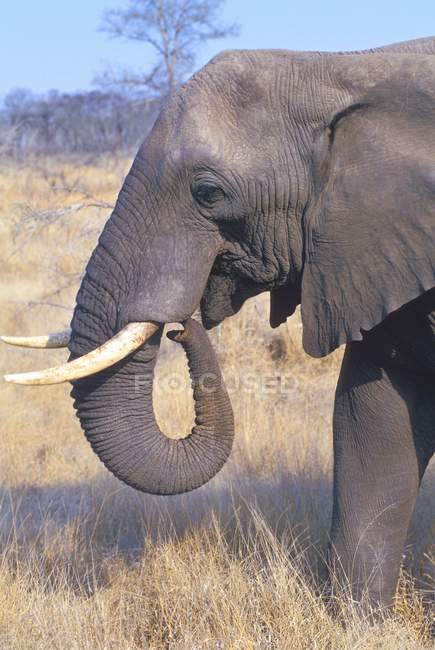 Touro Elefante andando — Fotografia de Stock