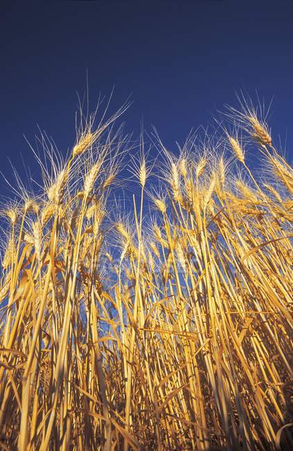 Зерно проти неба — стокове фото