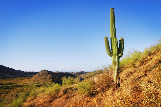 Самотній кактус в пустелі — стокове фото