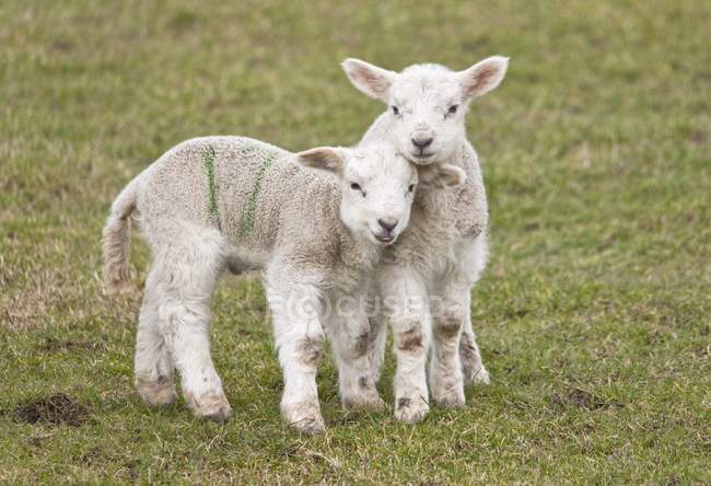 Due agnelli su erba verde — Foto stock