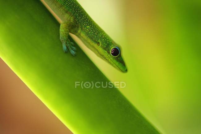 Gecko verde sobre hoja verde - foto de stock