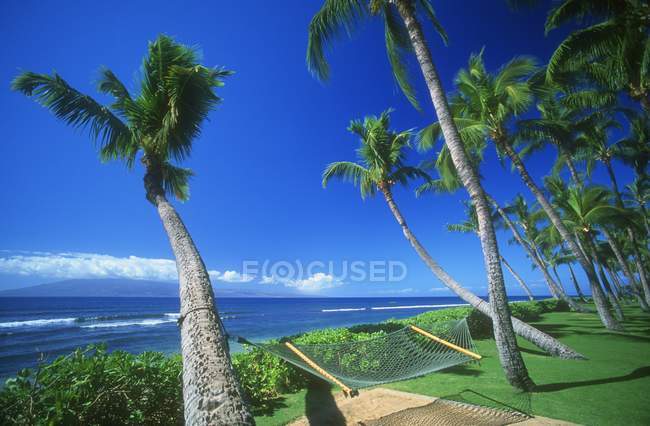 Playa cubierta de hierba con palmeras - foto de stock