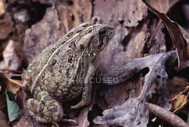 Woodhouse Toad sitting on leaf — Stock Photo