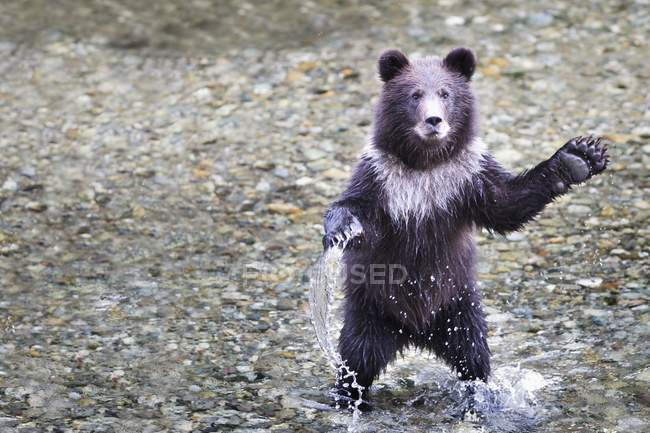 Молодим ведмедя Грізлі — стокове фото