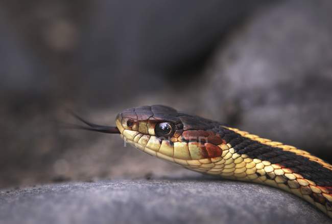 Garter Snake Show Língua — Fotografia de Stock