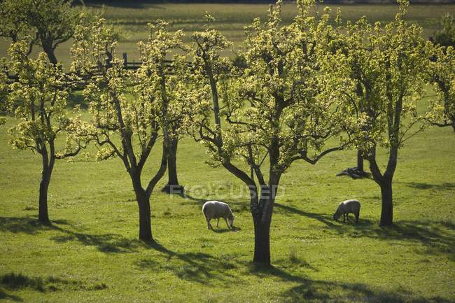 Sheeps Grazing on green grass — Stock Photo