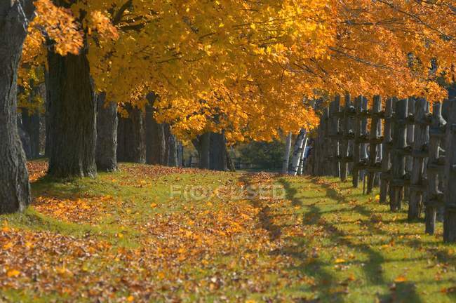 Árvores em cores amarelas e laranja — Fotografia de Stock