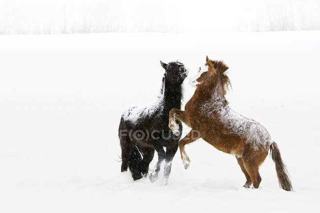 Коні плавають снігом — стокове фото