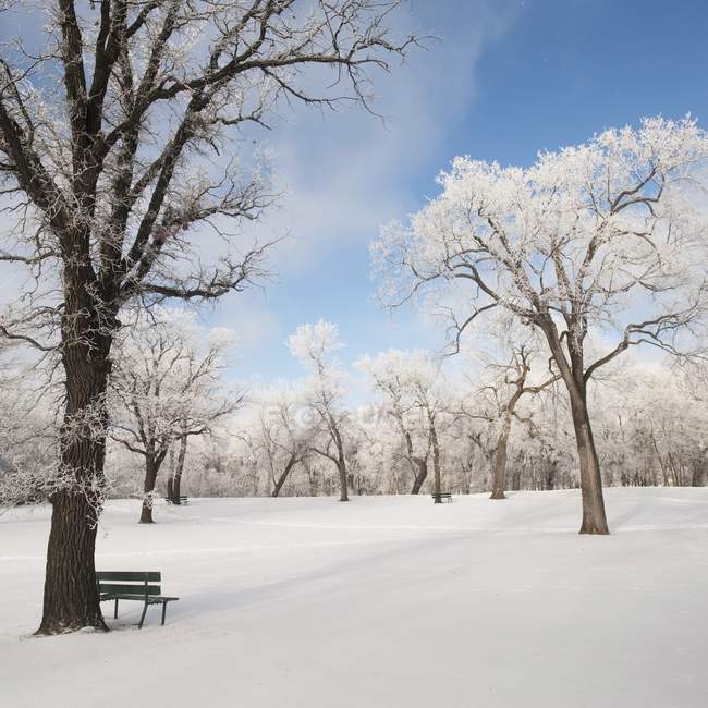 Frost und Schnee bedecken Bank — Stockfoto