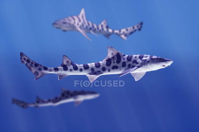 Leopardenhaie (triakis semifasciata)) — Stockfoto