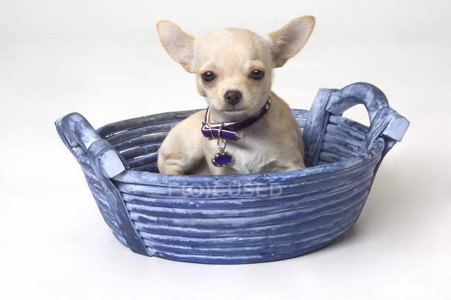 Chihuahua miniatura en cesta - foto de stock