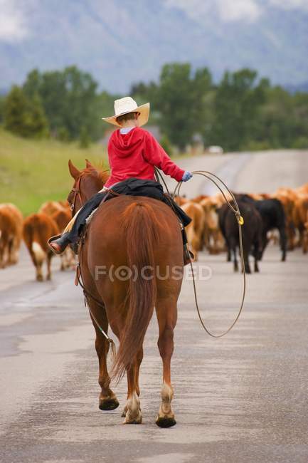 Vaquero joven en la unidad de ganado - foto de stock