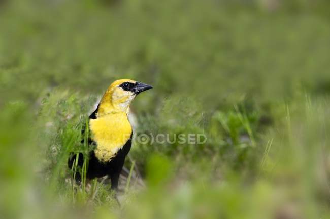 Yellow Headed Blackbird — Stock Photo