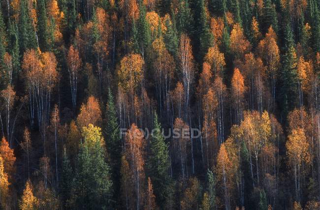 Vista aérea da floresta outonal — Fotografia de Stock