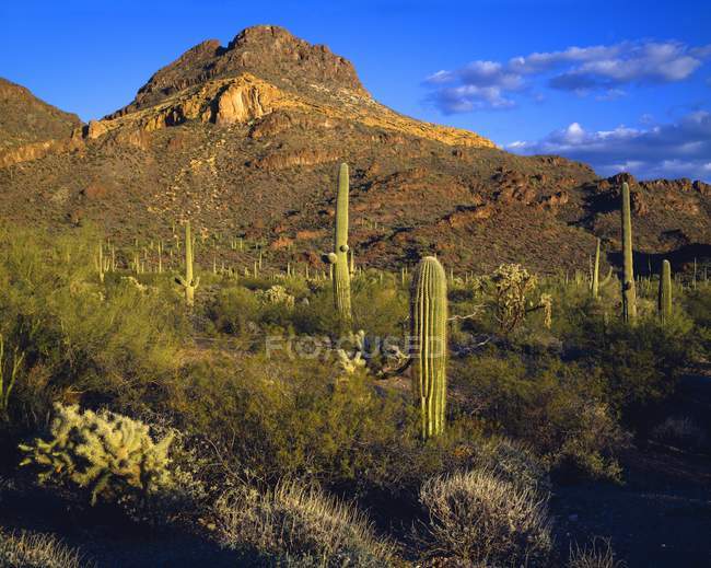 Organo Pipe Cactus Monumento nazionale — Foto stock