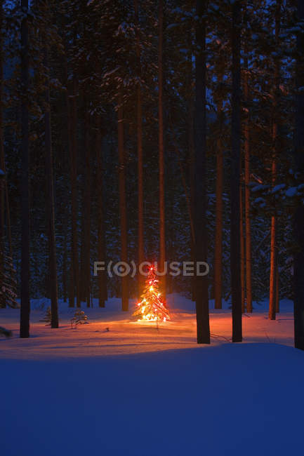 Christmas Tree In Forest — Stock Photo
