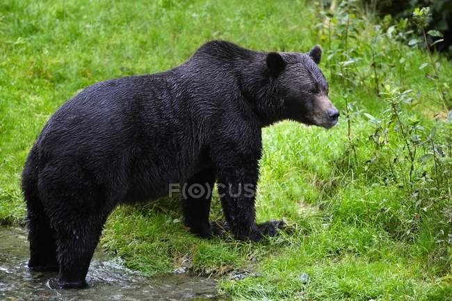 Urso preto na grama — Fotografia de Stock