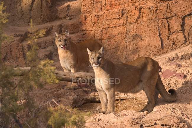 Paar Pumas stehen in der Nähe von Baumstämmen — Stockfoto