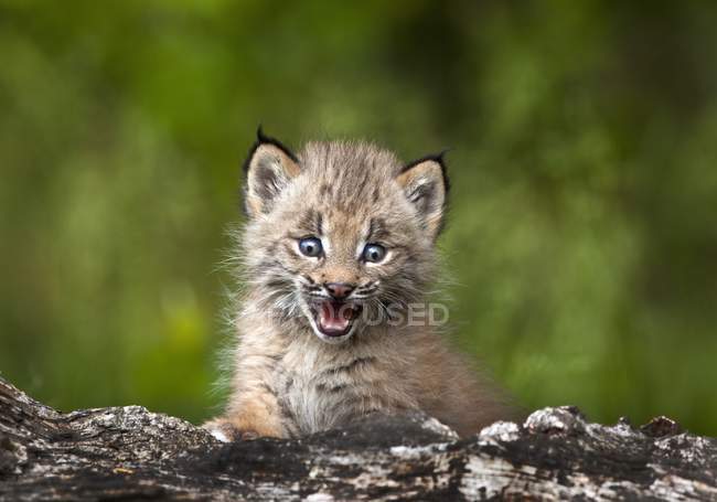 Baby Lynx (Lynx Canadensis) Guardando oltre un albero caduto; Canmore
, — Foto stock