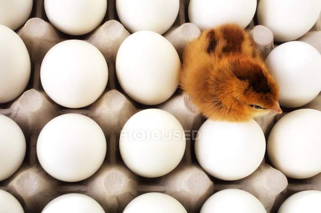 Pulcino in scatola di uova — Foto stock