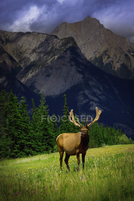 Ciervo de montaña parado sobre hierba - foto de stock
