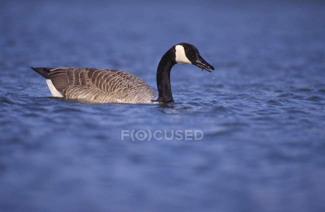 Canada Goose Feeding In Pond — Stock Photo