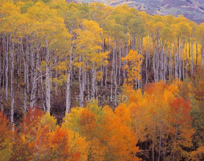 Coloridos árboles de Aspen otoñales - foto de stock