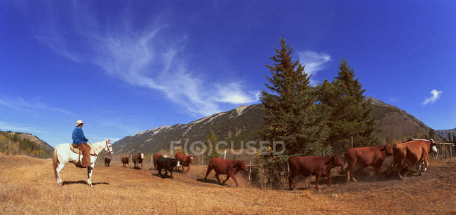 Cowboy su bestiame drive — Foto stock