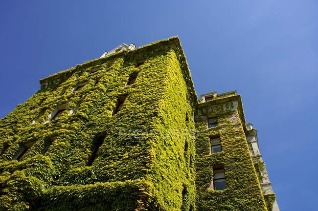 Gebäude mit Efeu bedeckt — Stockfoto