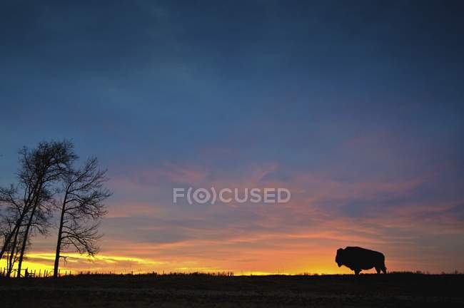 Buffalo al atardecer en el Parque Nacional Elk Island - foto de stock