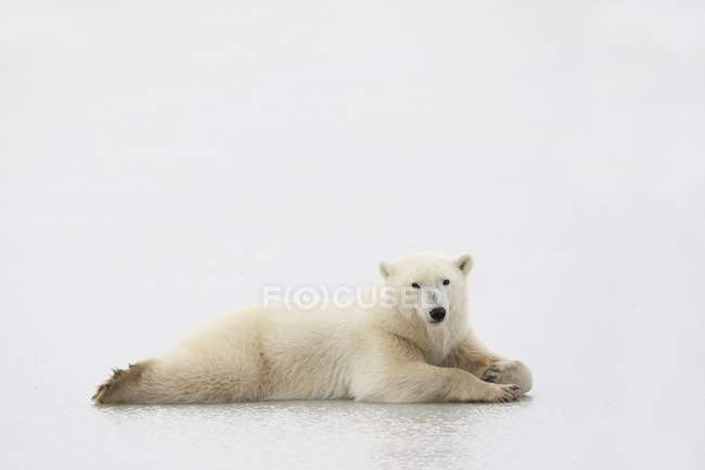 Белый медведь лежит на льду — стоковое фото