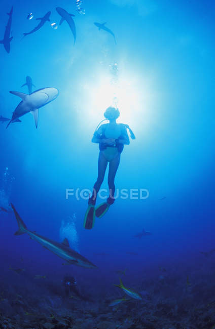 Giro degli squali intorno al subacqueo femminile sott'acqua — Foto stock