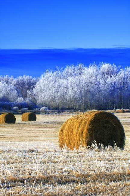 Frosty Hay Bales — Stock Photo
