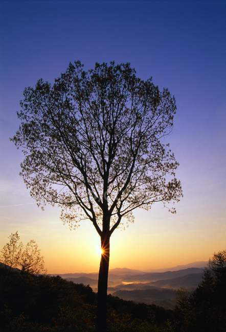 Silueta del árbol al amanecer - foto de stock