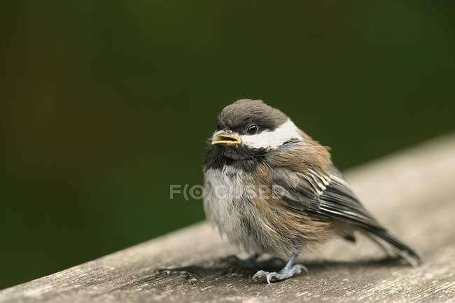 Baby Bird na superfície de madeira — Fotografia de Stock