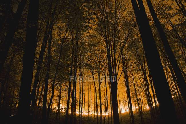 Вспышка лесного пожара — стоковое фото