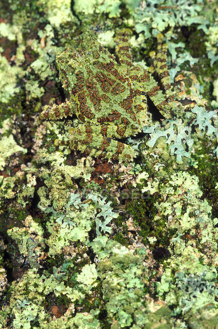 Mossy Tree Frog — Stock Photo