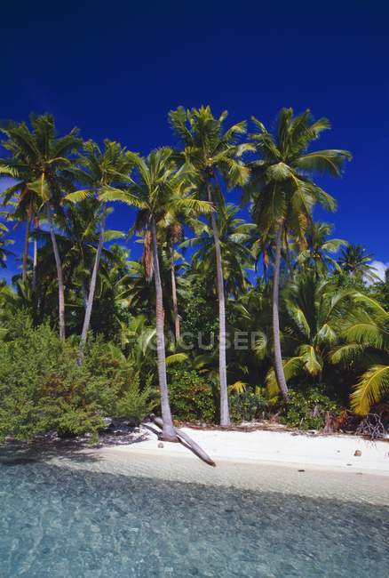 Palm Trees On Beach — Stock Photo
