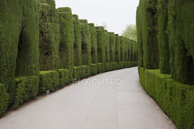 Passerelle bordée d'arbres — Photo de stock