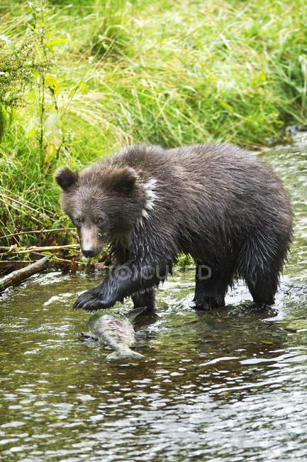 Grizzly Cub Catching Fish — Stock Photo