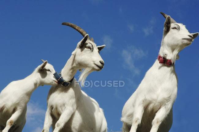 Chèvres regardant loin — Photo de stock
