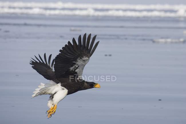 Steller Sea Eagle — Stock Photo