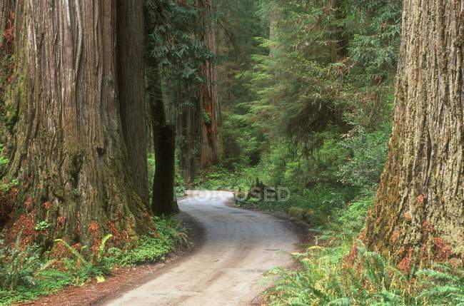 Vista del sentiero forestale — Foto stock