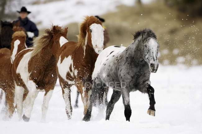 Mandria di cavalli da corsa — Foto stock
